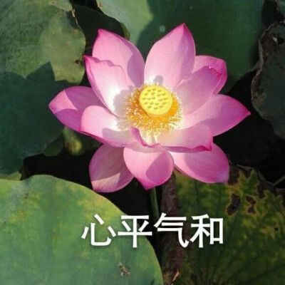 平静、稳定，不急躁、不生气