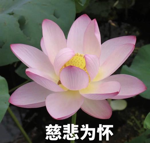 怀着慈悲之心，对人充满同情和怜悯